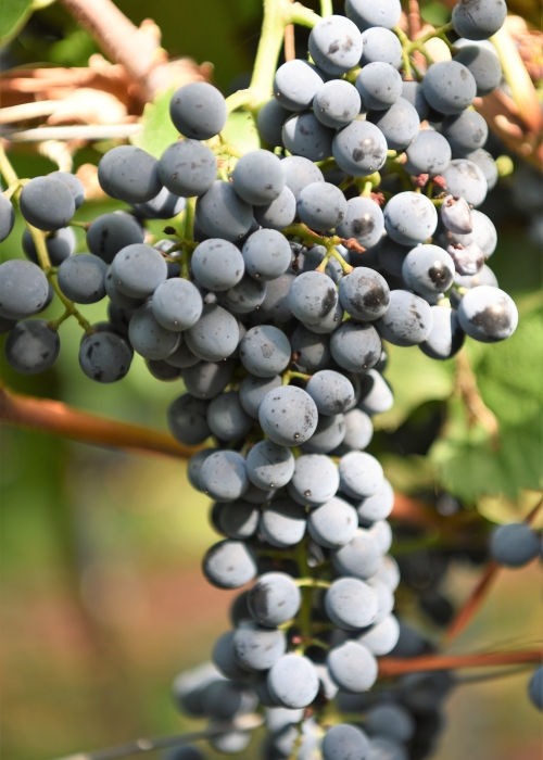 Cabernet Cantor DSC 4367